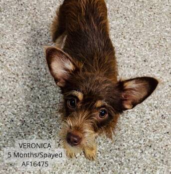 Veronica -  Jack Russell Terrier and Chihuahua Dog for Adoption - Veronica | PetCurious