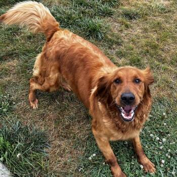 Emma -  Golden Retriever Dog for Adoption in Carroll, Iowa - Emma | PetCurious