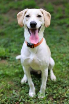 Sasso -  Terrier Dog for Adoption in Cornelius, North Carolina - Sasso | PetCurious