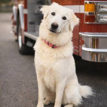 Annie -  Great Pyrenees Dog for Adoption in Mansfield, Texas - Annie | PetCurious