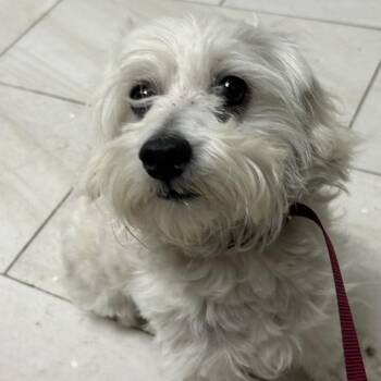 Maltese Dogs Available for Adoption in Lufkin, Texas - Sheba | PetCurious