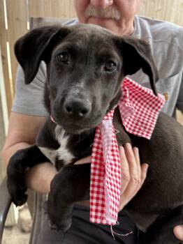 Pit Bull Terrier and Labrador Retriever Dogs Available for Adoption - Victoria Valentina | PetCurious