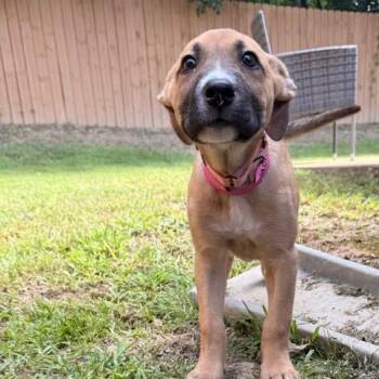 Naomi -  Mixed Breed Dog for Adoption in Auburn, Alabama - Naomi | PetCurious