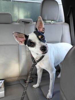 King Arthur -  Rat Terrier and Mixed Breed Dog for Adoption in Rockport, Texas - King Arthur | PetCurious