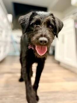 AGGIE -  German Wirehaired Pointer Dog for Adoption in Broomfield, Colorado - AGGIE | PetCurious