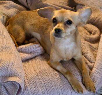 Chihuahua Dogs Available for Adoption in Los Angeles, California - Adora | PetCurious