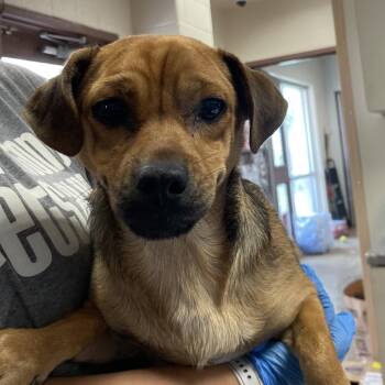 Tornado -  Terrier and Mixed Breed Dog for Adoption in San Antonio, Texas - Tornado | PetCurious