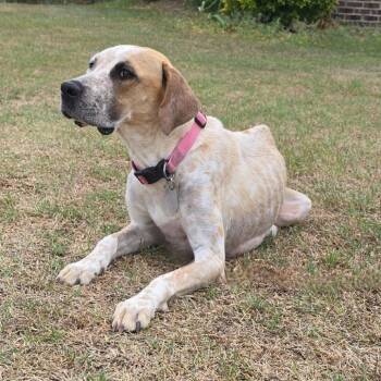 Jazzy -  Bluetick Coonhound Dog for Adoption in Aberdeen, North Carolina - Jazzy | PetCurious