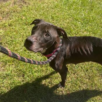 Nibbie -  Pit Bull Terrier and Labrador Retriever Dog for Adoption - Nibbie | PetCurious