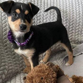 Ellowyn -  Shepherd Dog for Adoption in Hillsborough, North Carolina - Ellowyn | PetCurious
