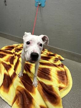 OTTERPOP -  Pit Bull Terrier Dog for Adoption in Las Vegas, Nevada - OTTERPOP | PetCurious