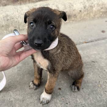 Mila -  German Shepherd Dog and Belgian Shepherd Malinois Dog for Adoption in Harlingen, Texas - Mila | PetCurious