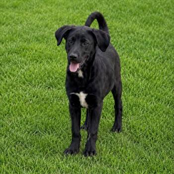 Labrador Retriever Dogs Available for Adoption in Tunica, Mississippi - Jack | PetCurious