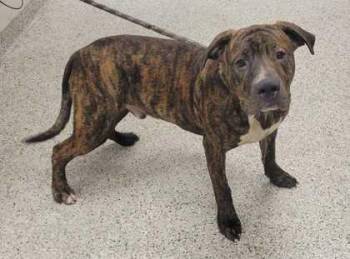 Curly -  Pit Bull Terrier and Mixed Breed Dog for Adoption in Kansas City, Missouri - Curly | PetCurious