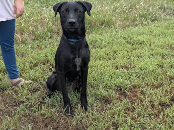 Olive -  Black Labrador Retriever and German Shorthaired Pointer Dog for Adoption - Olive | PetCurious