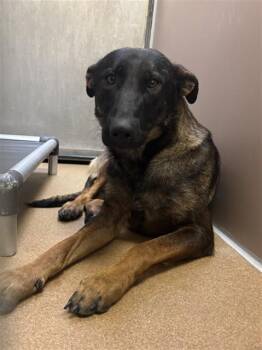 Belgian Shepherd Malinois Dogs Available for Adoption in Martinez, California - TINKERBELL | PetCurious