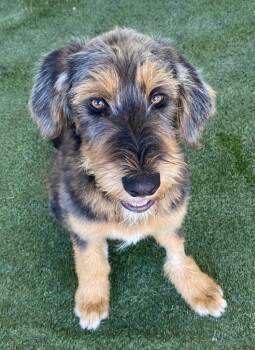 Millie -  Wirehaired Terrier Dog for Adoption in Midland, Texas - Millie | PetCurious
