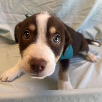 Tokyo -  Mixed Breed Dog for Adoption in Canal Winchester, Ohio - Tokyo | PetCurious