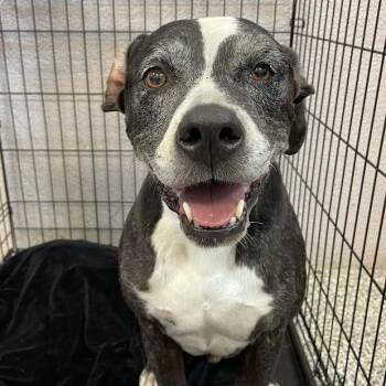 Thunder -  Mixed Breed Dog for Adoption in Port Charlotte, Florida - Thunder | PetCurious