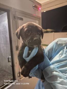 Doberman Pinscher Dogs Available for Adoption - BAY | PetCurious