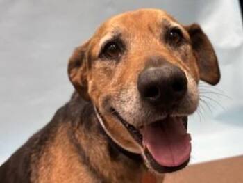 Archer -  Coonhound and Mixed Breed Dog for Adoption in Golden Valley, Minnesota - Archer | PetCurious
