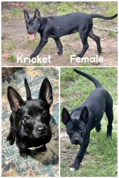 Australian Kelpie Dogs Available for Adoption in Manchester, Connecticut - Kricket | PetCurious
