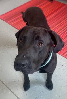 BREW -  Labrador Retriever Dog for Adoption in Rochester, Indiana - BREW | PetCurious