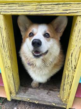Acer -  Corgi Dog for Adoption in Hampton, Virginia - Acer | PetCurious