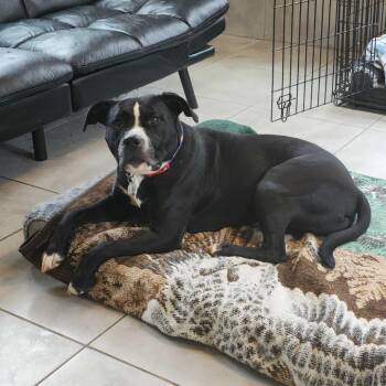 Boxer and Mixed Breed Dogs Available for Adoption - Luna | PetCurious