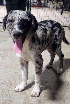 CONNOR -  Australian Shepherd Dog for Adoption in Chicopee, Massachusetts - CONNOR | PetCurious