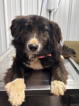 Australian Shepherd and Border Collie Dogs Available for Adoption - Sassy | PetCurious