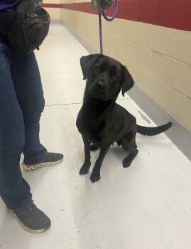 Labrador Retriever Dogs Available for Adoption in Broomfield, Colorado - Cottontines / Ivy | PetCurious