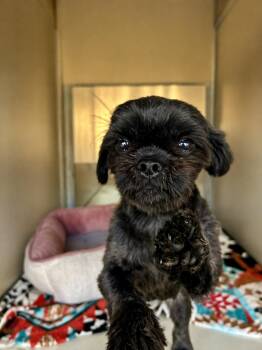 Shih Tzu Dogs Available for Adoption in Tifton, Georgia - Luna | PetCurious