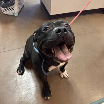 Harley -  Pit Bull Terrier Dog for Adoption in Flagstaff, Arizona - Harley | PetCurious