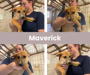Maverick -  Labrador Retriever Dog for Adoption in The Woodlands, Texas - Maverick | PetCurious