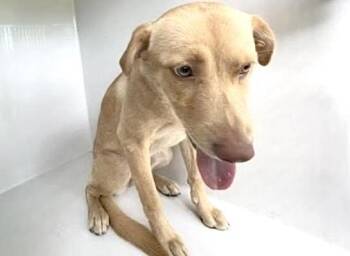 A660953 -  Labrador Retriever Dog for Adoption in Houston, Texas - A660953 | PetCurious