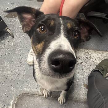 Pop Tart -  Cattle Dog and Mixed Breed Dog for Adoption in Saint Joseph, Missouri - Pop Tart | PetCurious