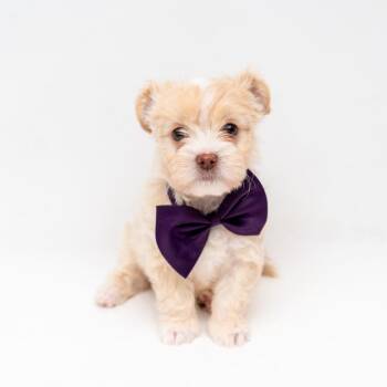 Chihuahua and Shih Tzu Dogs Available for Adoption in New York, New York - Kier | PetCurious