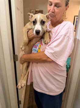Nacho -  Pit Bull Terrier Dog for Adoption in Panama City, Florida - Nacho | PetCurious