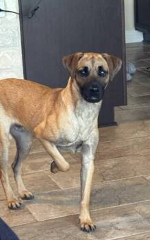 Rescue Labrador Retriever and Shepherd Dogs for Adoption in Brookeville, Maryland - Kobe | PetCurious