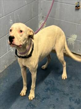*ABU -  Pit Bull Terrier Dog for Adoption in Woodland, California - *ABU | PetCurious