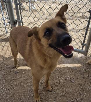 German Shepherd Dog and Labrador Retriever Dogs Available for Adoption in Sierra Vista, Arizona - Sparkles | PetCurious