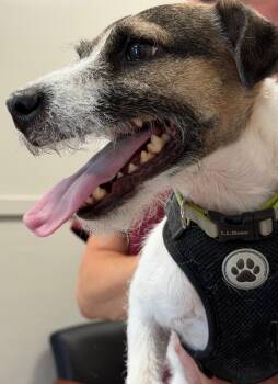 Blake -  Jack Russell Terrier Dog for Adoption - Blake | PetCurious
