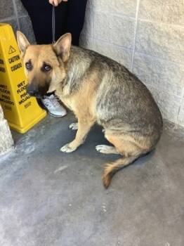 Rescue German Shepherd Dog and Mixed Breed Dogs for Adoption in Fort Worth, Texas - Rosita | PetCurious