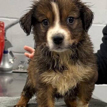 Willy -  Collie and Mixed Breed Dog for Adoption in Tyler, Texas - Willy | PetCurious