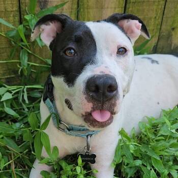 Rescue Mixed Breed Dogs for Adoption in Savannah, Georgia - Molly Moo | PetCurious