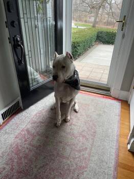 Max -  Dogo Argentino Dog for Adoption in Waterloo, Iowa - Max | PetCurious