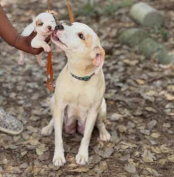 Amiah -  Beagle and American Staffordshire Terrier Dog for Adoption in Raleigh, North Carolina - Amiah | PetCurious