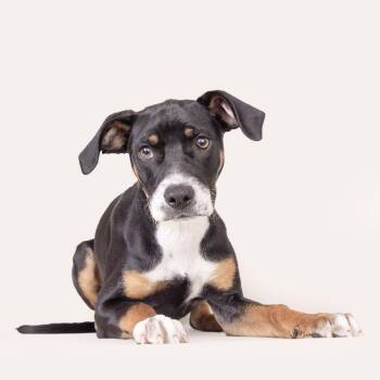 Chai -  Mixed Breed Dog for Adoption in Franklin, Tennessee - Chai | PetCurious