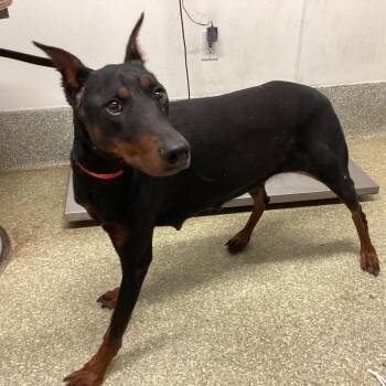 IVHS-Stray-139357 -  Doberman Pinscher Dog for Adoption in San Gabriel, California - IVHS-Stray-139357 | PetCurious